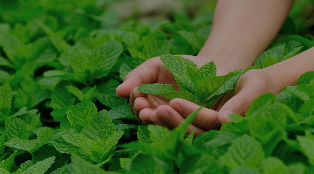 someone holding fresh mint in their hands