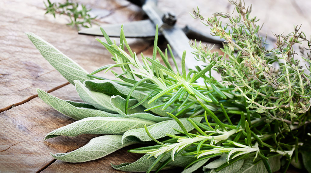 fresh cut hard herbs sage, rosemary and thyme