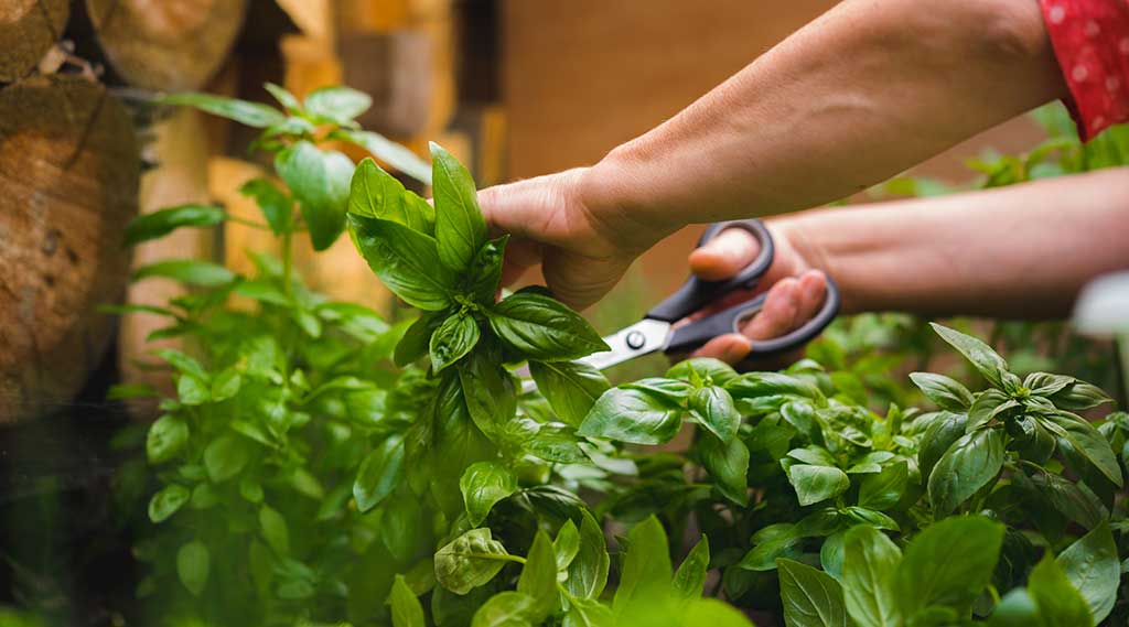 Harvesting basil - We ensure excellent product quality for our customers