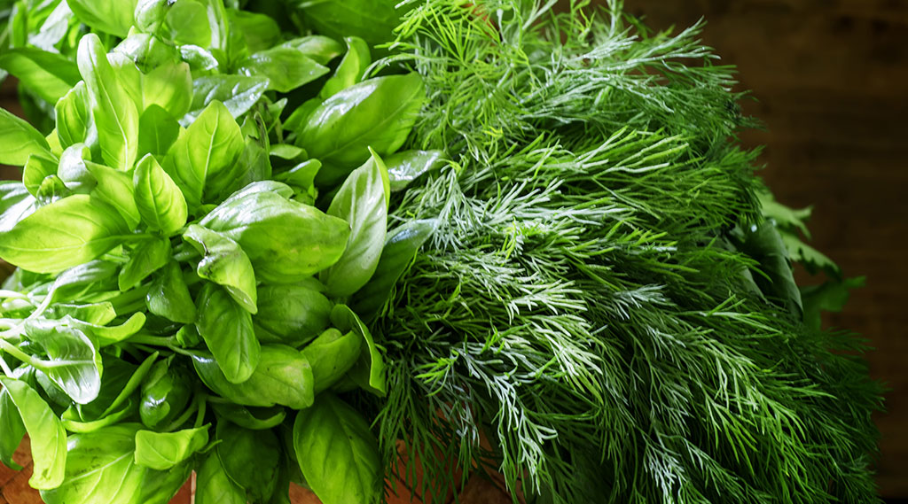 bunch of basil and dill herbs